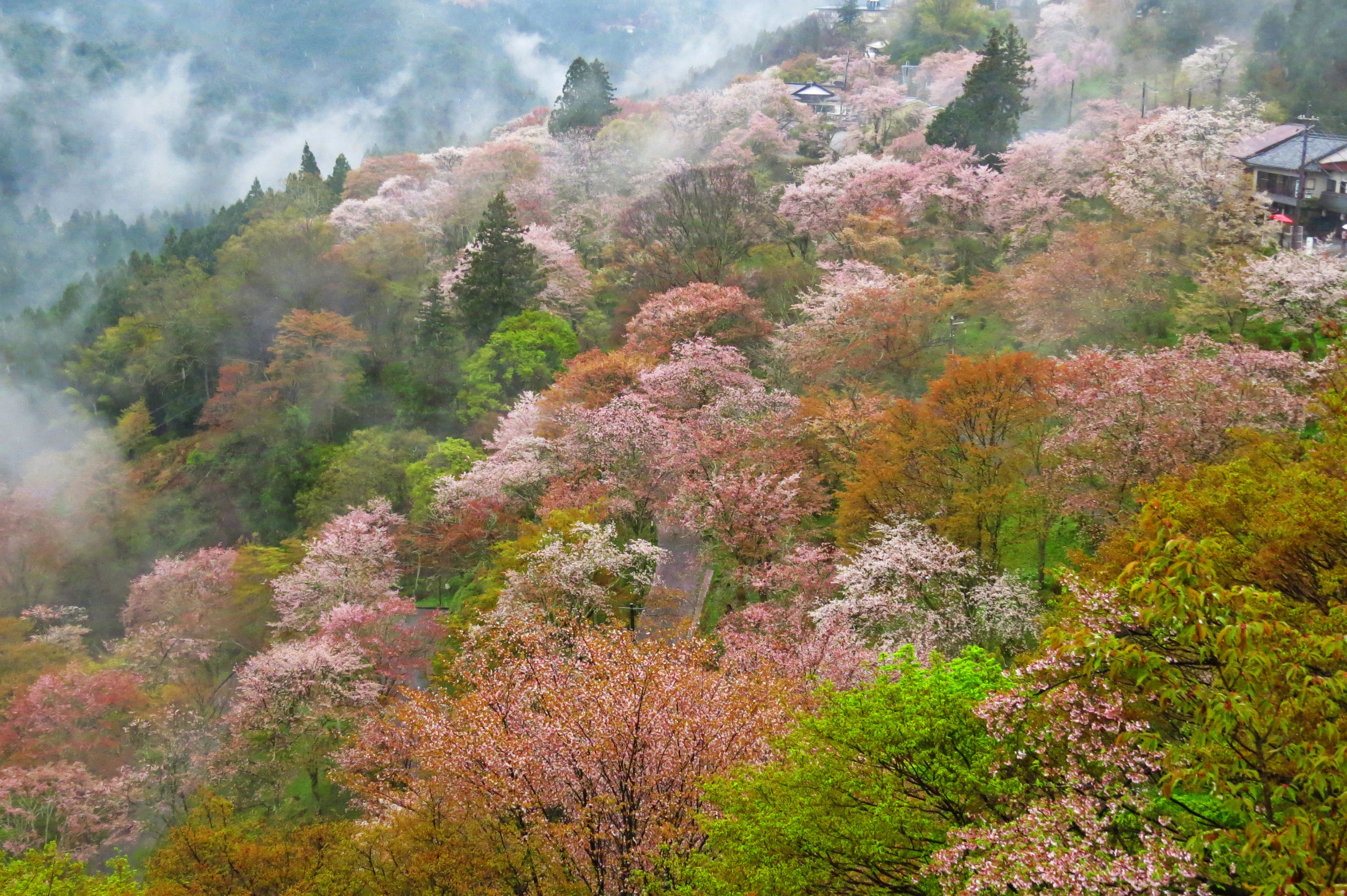 櫻花大佛 & 吉野山之旅（含草莓採摘）