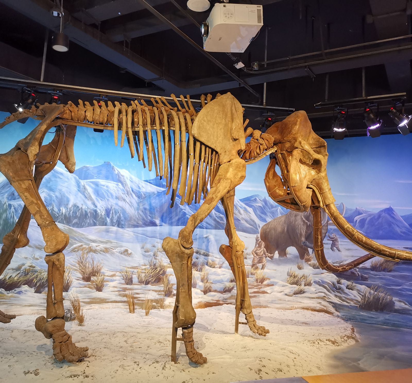 巨大的猛獁象骨架模型展示