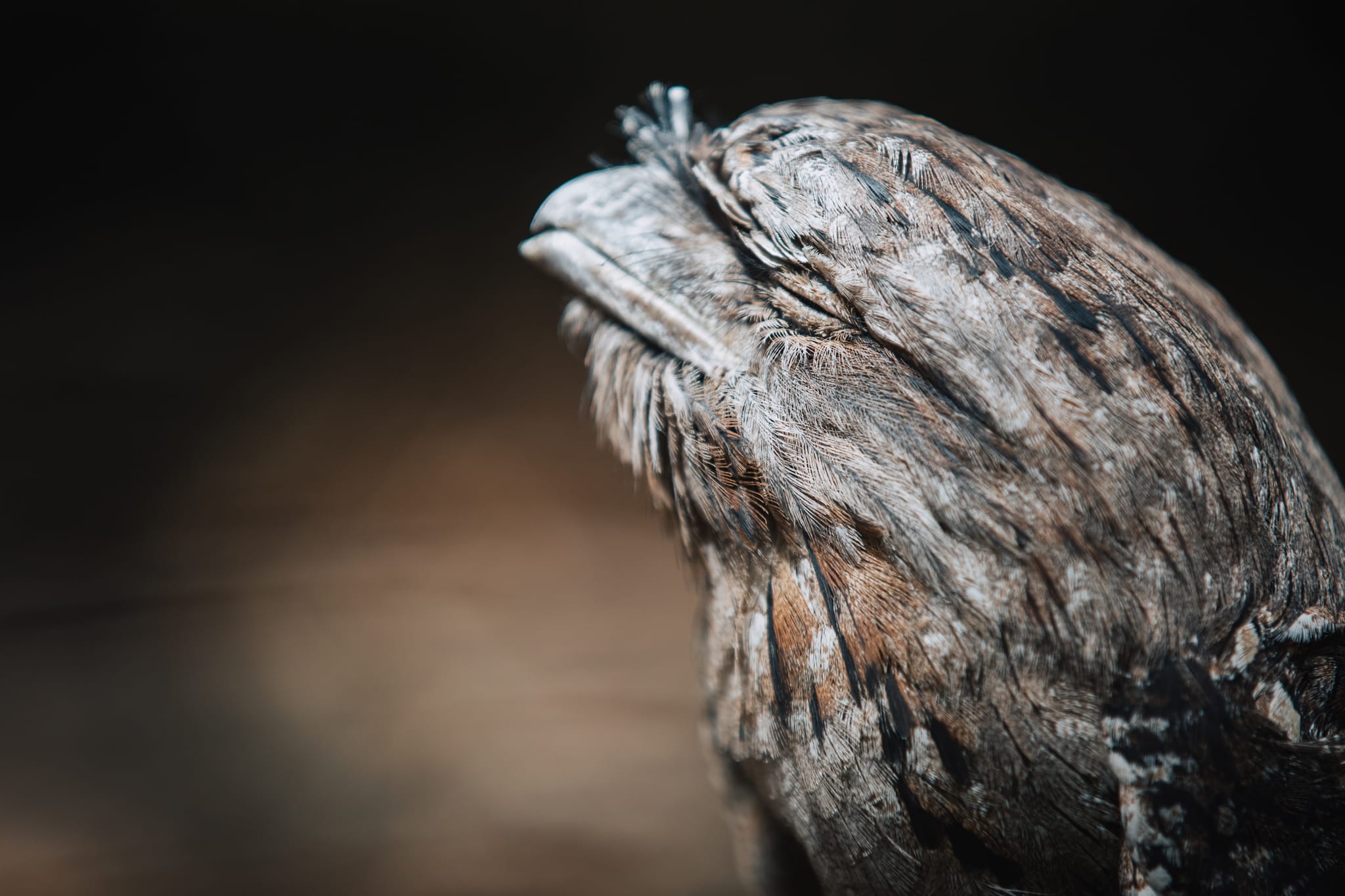 瑪格麗特河老鷹遺產猛禽野生動物中心（Eagles Heritage Wildlife Centre）門票