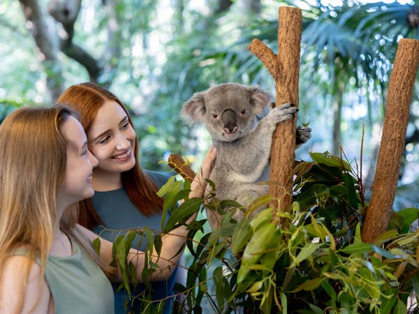 Brisbane Koala And City Panorama Chinese Day Tour