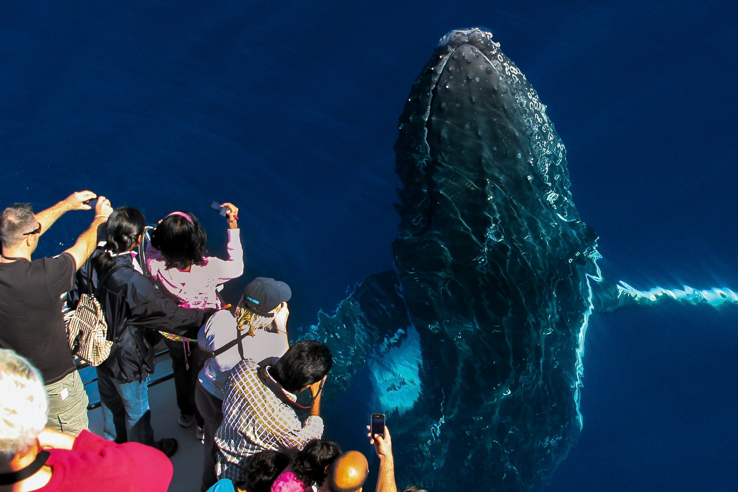 See the whale closer