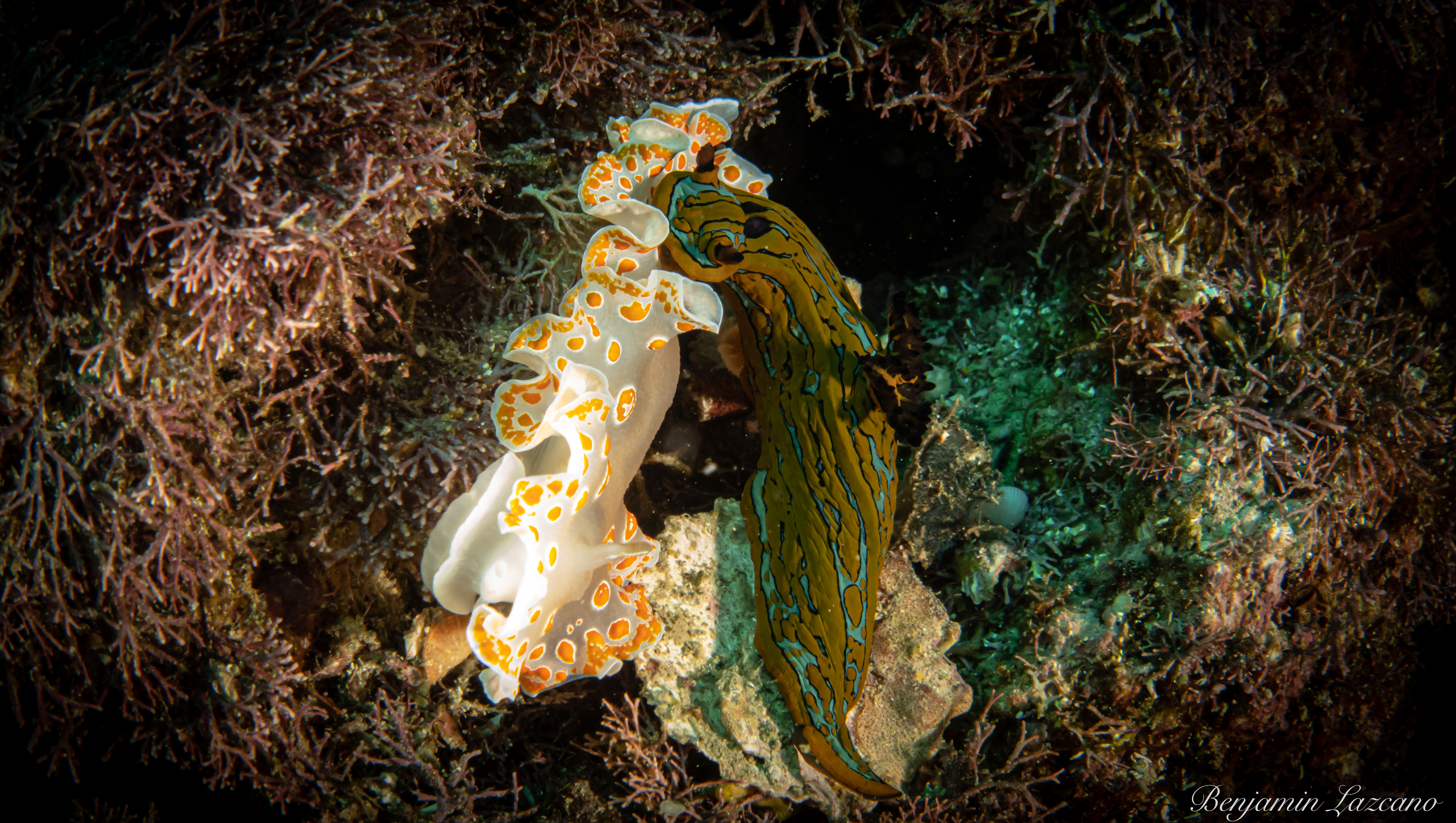 Macro Lover's Dream: Los Cabos Dive Package with PADI 5* Dive Center