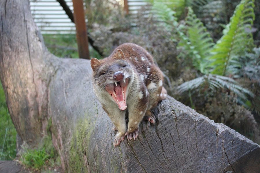 日夜動物餵食之旅