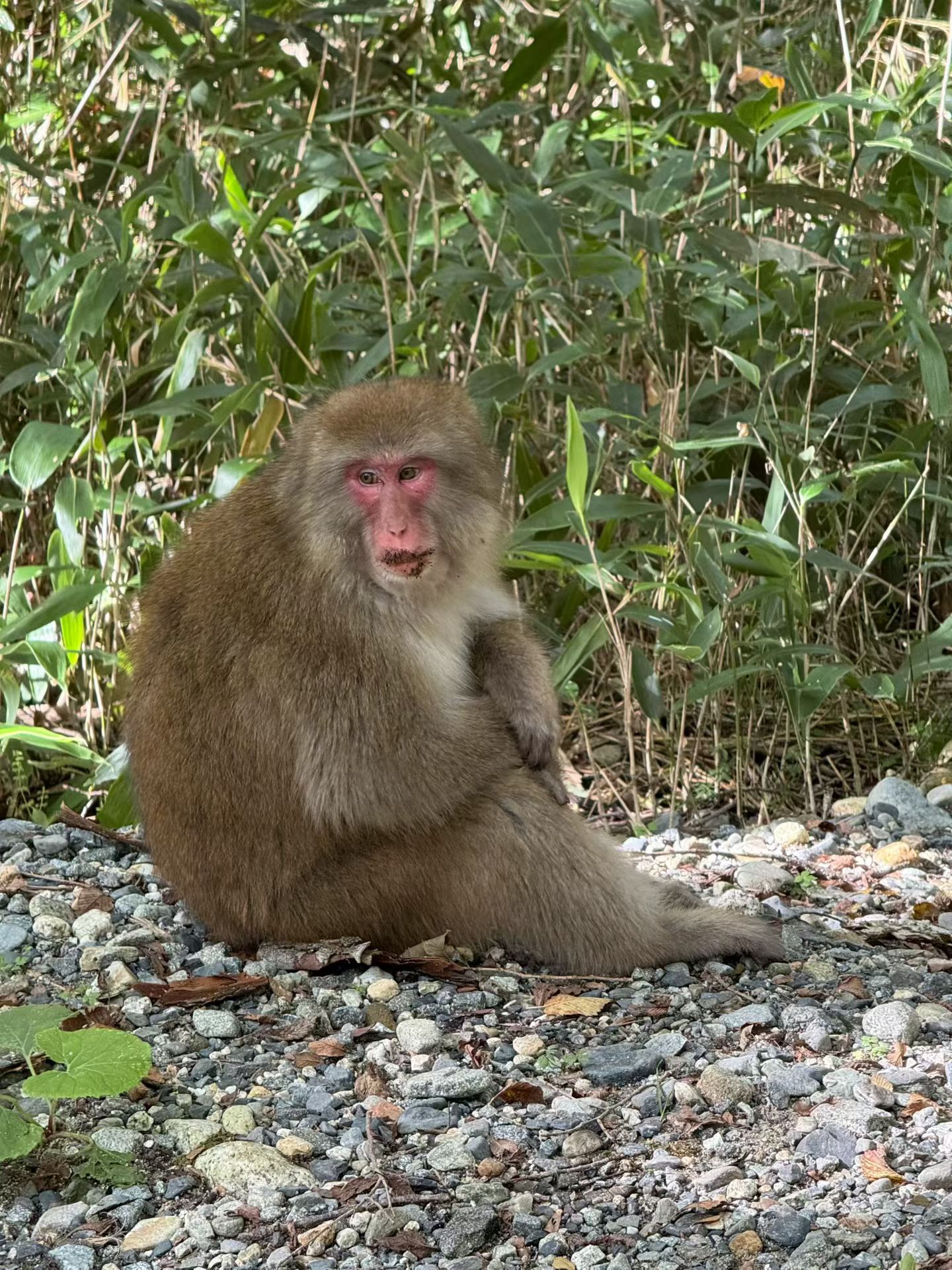 途中會遇到野生獼猴 途中會遇到野生獼猴