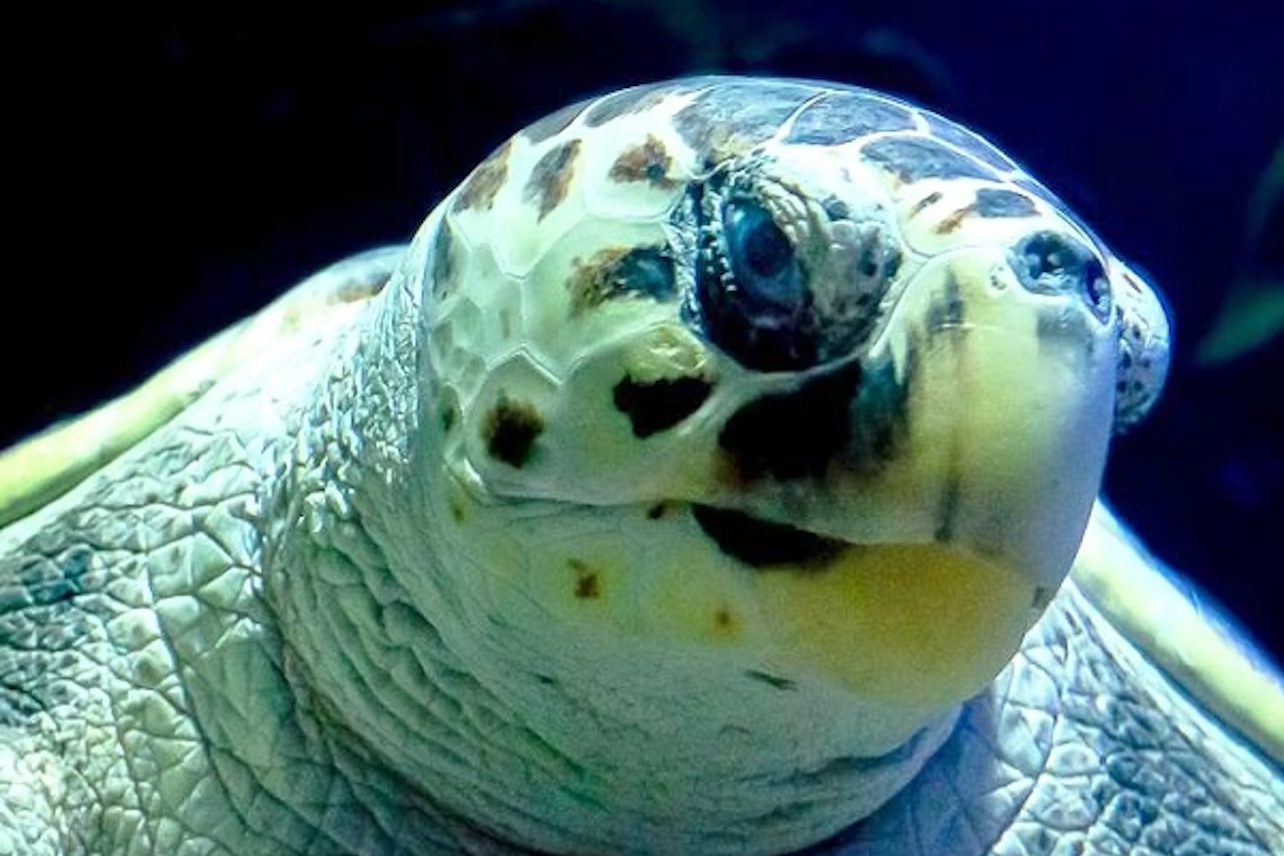 蘭薩羅特水族館門票