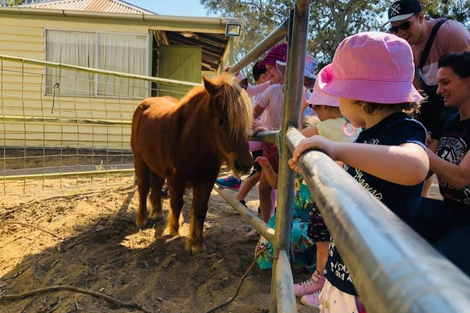 Farm Animal Tour in Brisbane