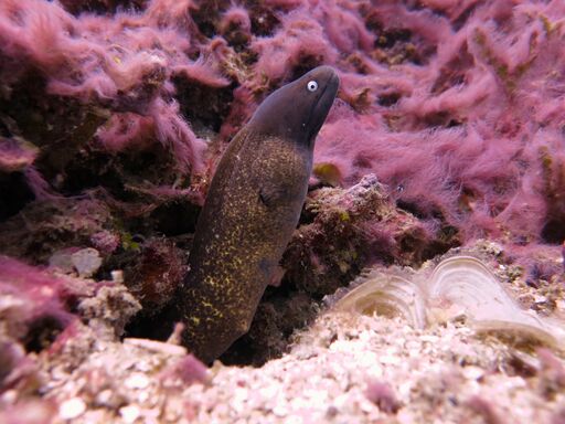 吉利群島2次潛水體驗（PADI五星級潛水中心）