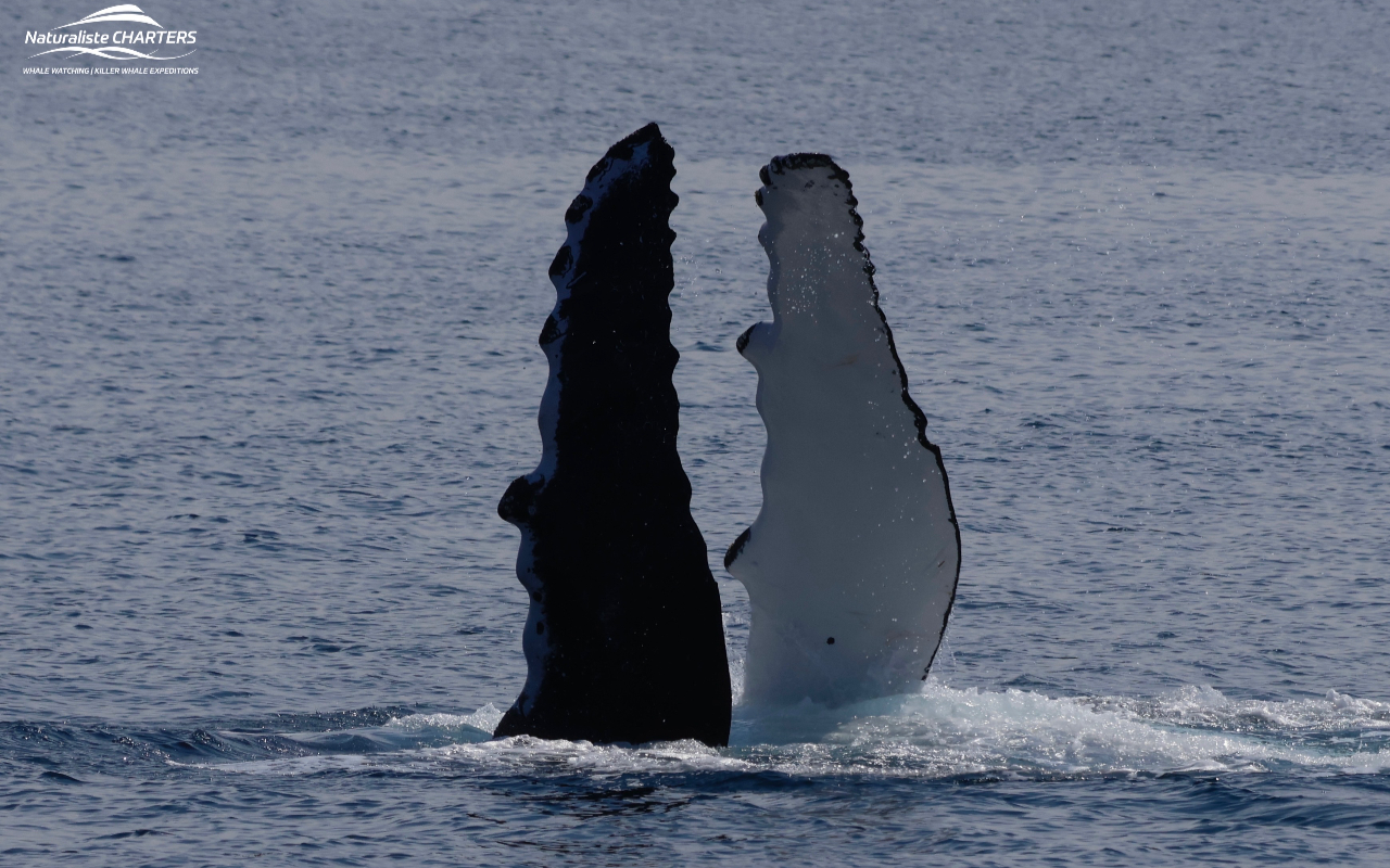 登上船隻,與這些壯麗的海洋動物展開一場不可思議的體驗! 登上船隻,與這些壯麗的海洋動物展開一場不可思議的體驗!