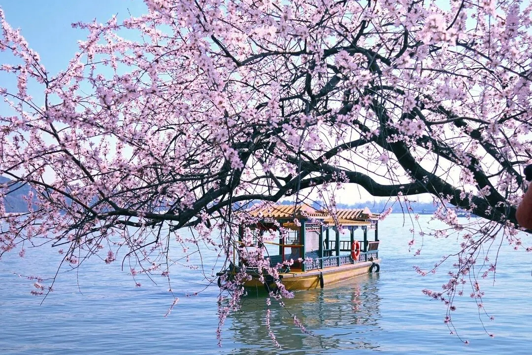 春天的頤和園，一艘木船靜臥在昆明湖上，四周粉桃垂岸、落英拂水，宛如一幅詩意的夢幻畫卷。