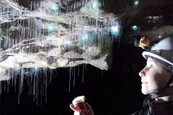 參加這個獨特的行程,近距離觀賞耀眼的螢火蟲,探索它們迷人的生活 參加這個獨特的行程,近距離觀賞耀眼的螢火蟲,探索它們迷人的生活