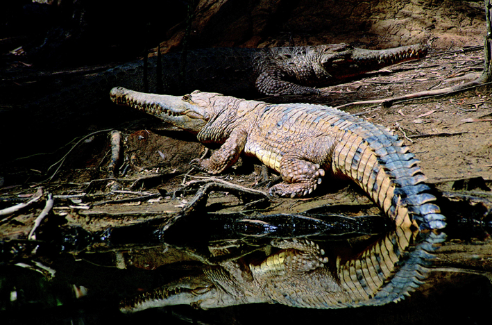 哈特利鱷魚探險園一日 / 半日遊
