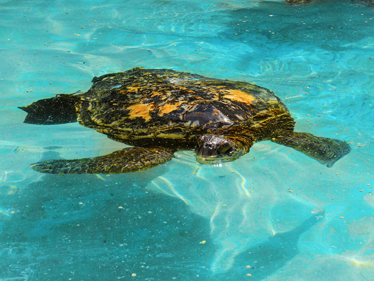 夏威夷海洋生物公園門票＆卡莫阿娜魯奧晚餐秀
