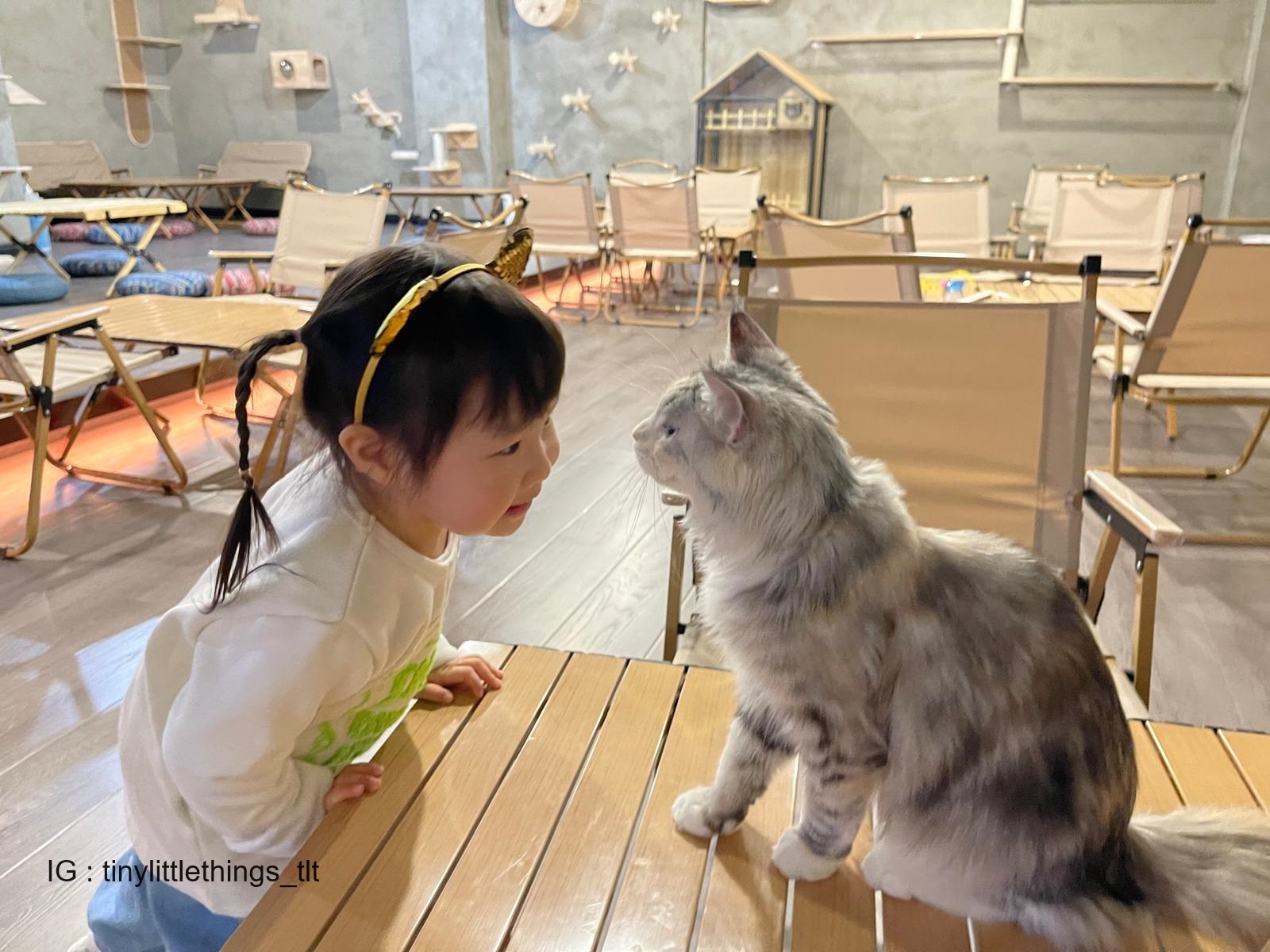 Kelly And Meows - Cat Experience Center | Kwun Tong