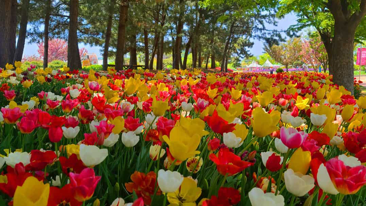 漫步於花徑中，空氣中瀰漫的淡淡芬芳輕柔地放慢了每個腳步。
