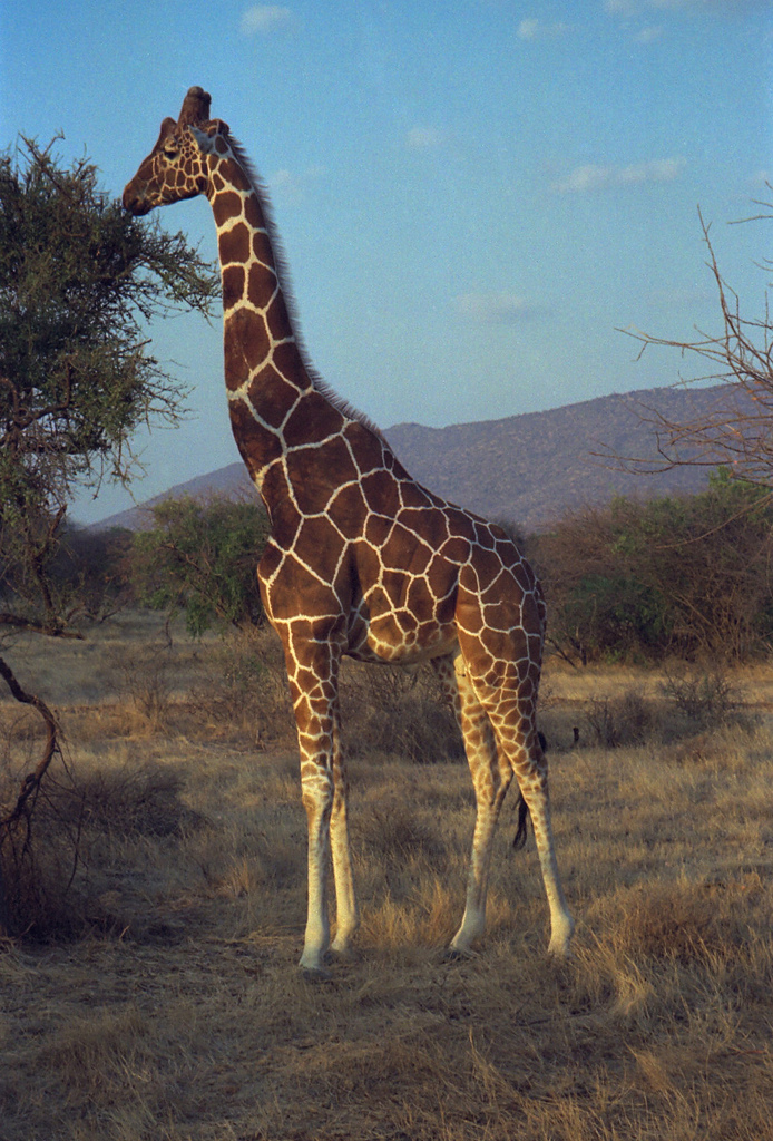 5 Days Amboseli Tsavo West & East Safari.