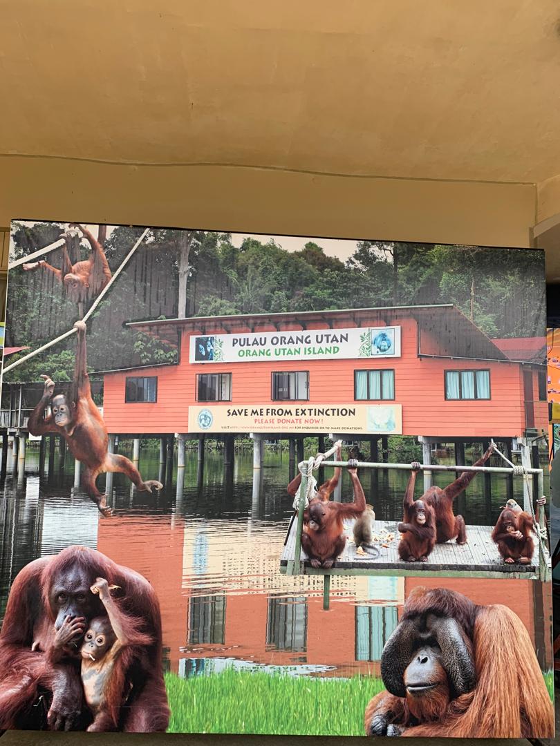 從檳城出發，探訪霹靂市紅毛猩猩和動物園