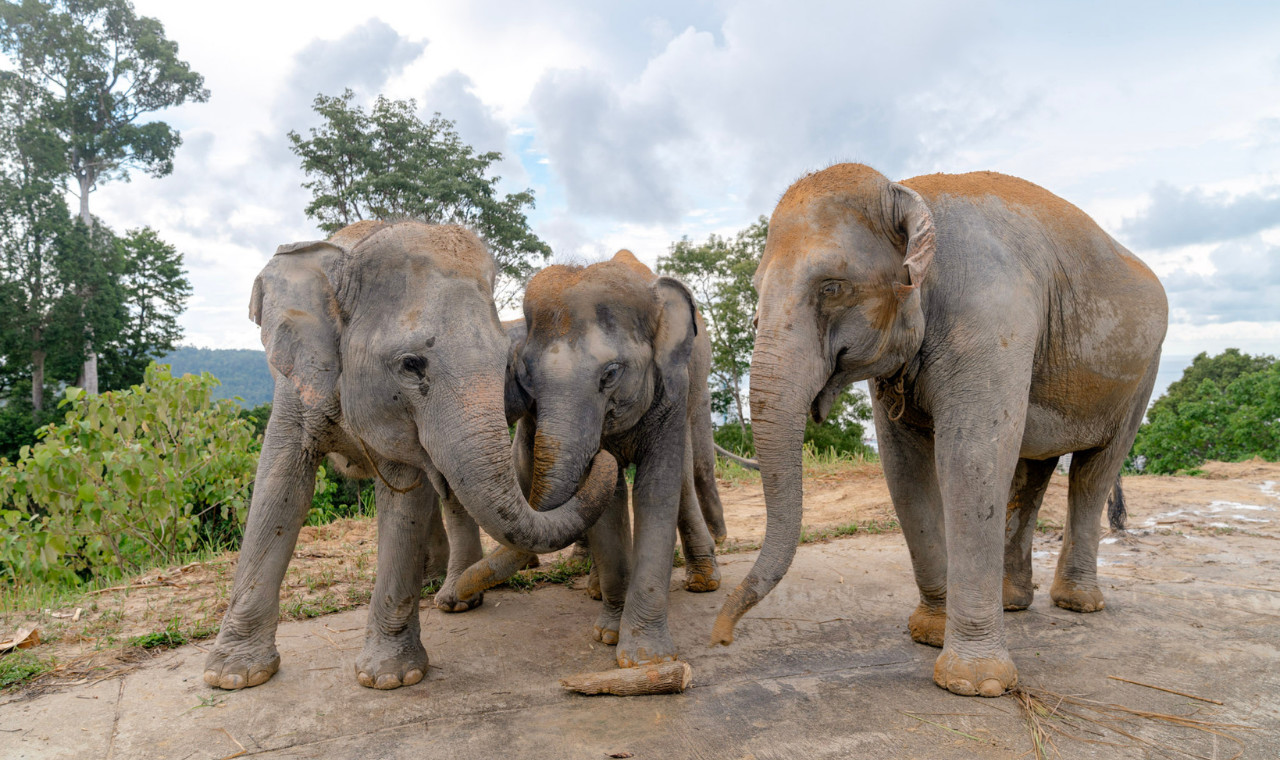 Patong Hill Tribe Elephant Village Combo Adventure