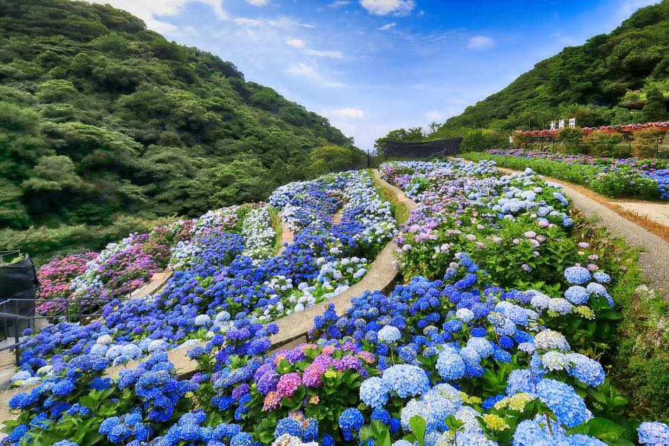 台北大梯田花卉生態農園門票・繡球花季