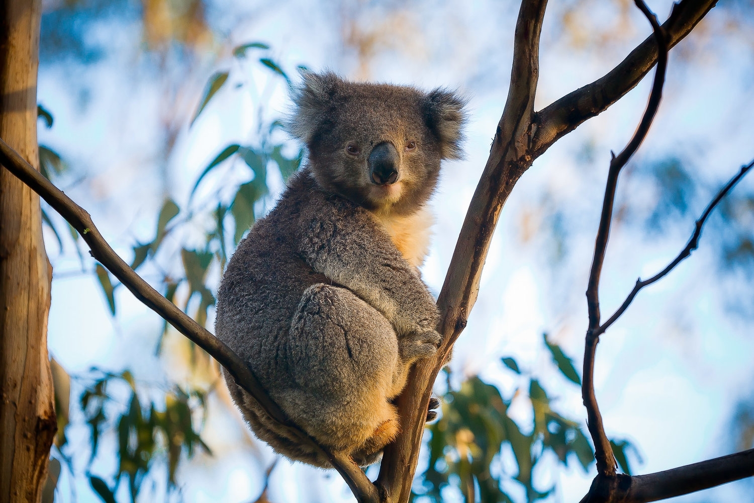 Spot adorable wild kangaroos and koalas at Yanchep National Park!