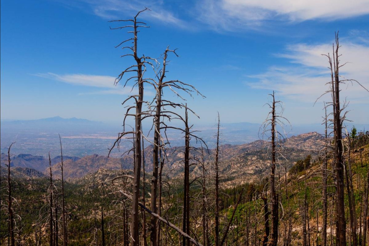 Drive through varying climates, from desert to forest on Mt. Lemmon