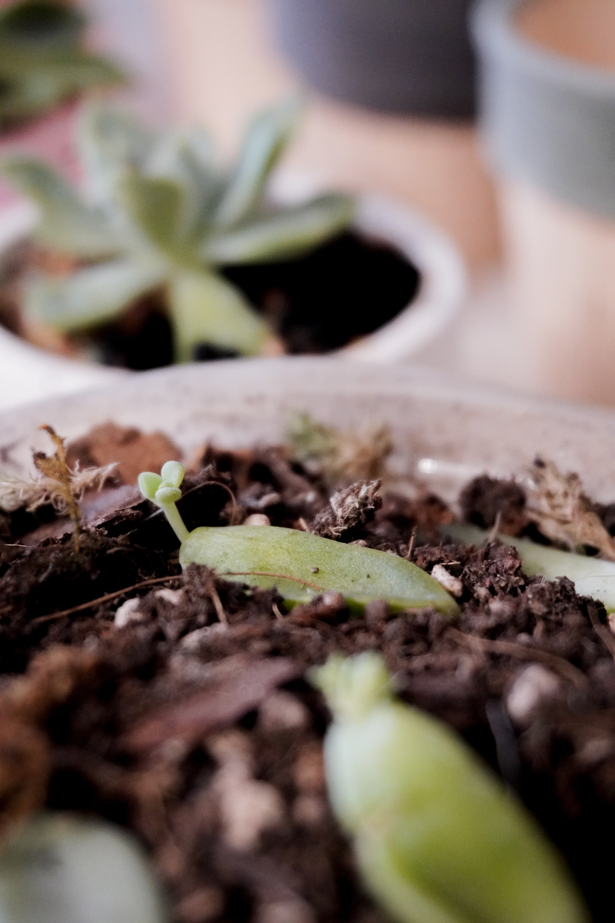 Myosotis.flower - Succulent Plant Potting Workshop