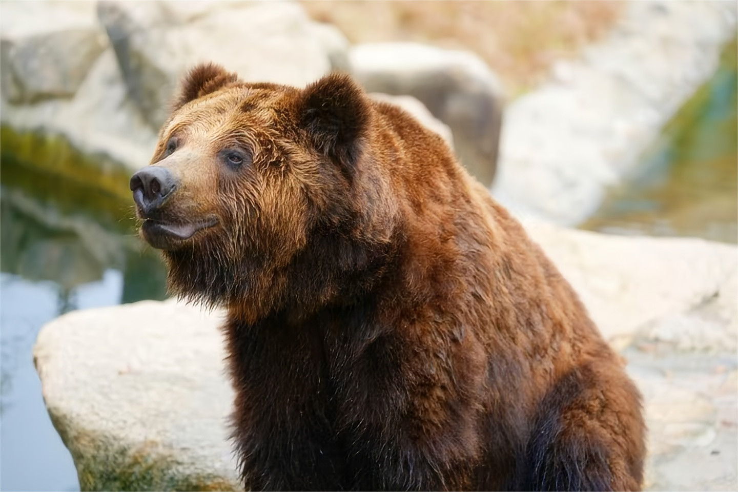 可愛的棕熊 可愛的棕熊