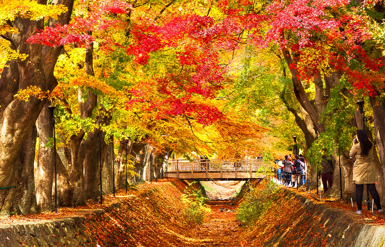 網紅打卡勝地-新倉山淺間公園&日川時計店&忍野八海&河口湖大石公園&河口湖楓葉迴廊