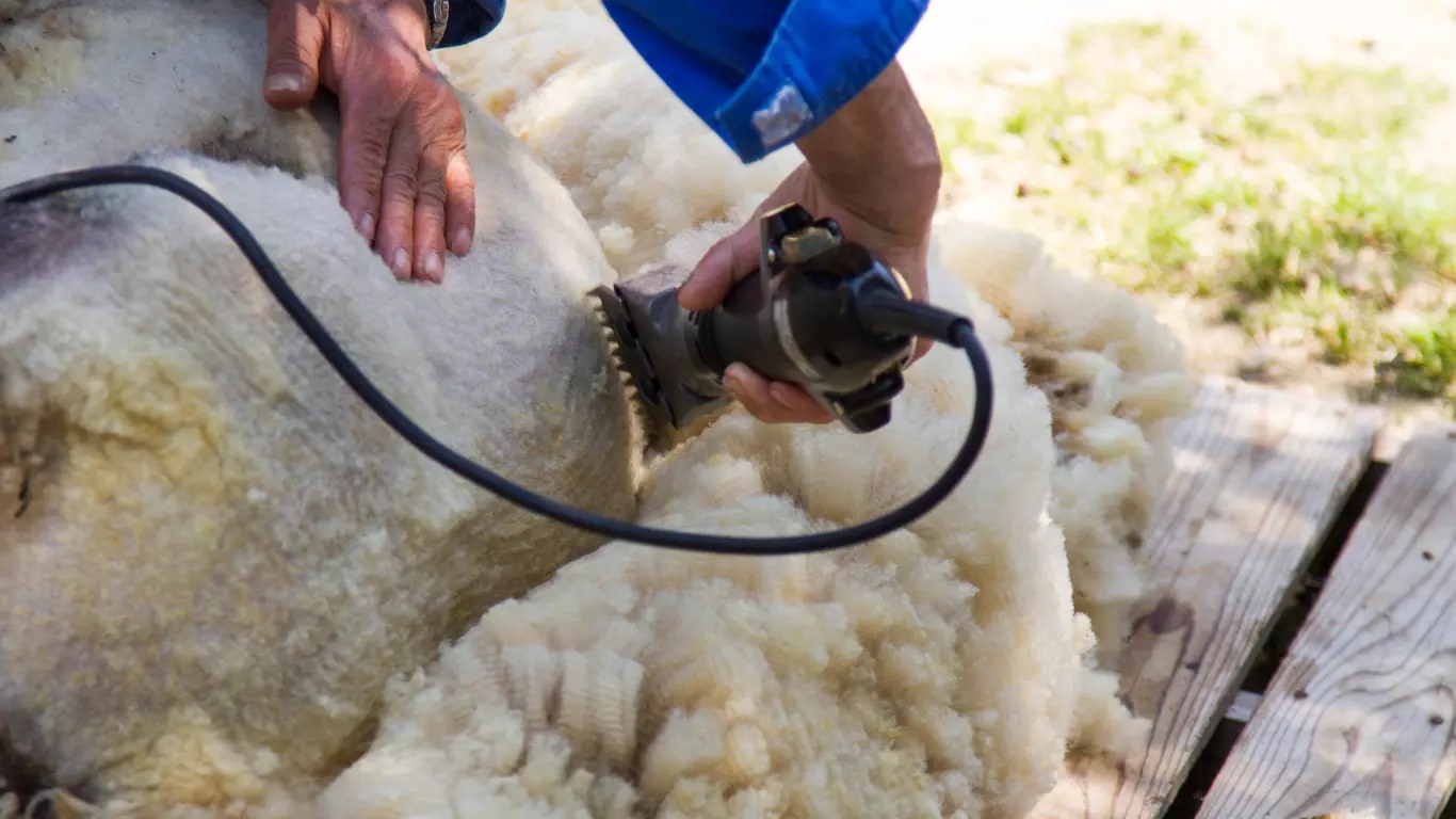 Observe expert sheep shearing at Estancia Nibepo Aike, a vital demonstration of traditional Patagonian ranching.