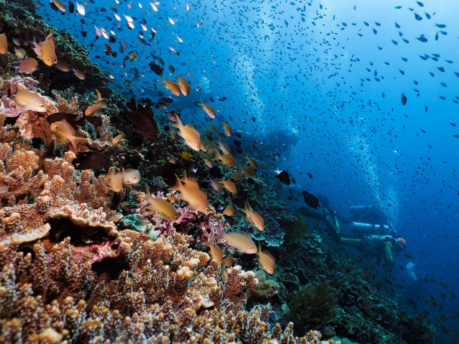 莫阿爾博阿爾高氧空氣潛水體驗（PADI五星級潛水中心）