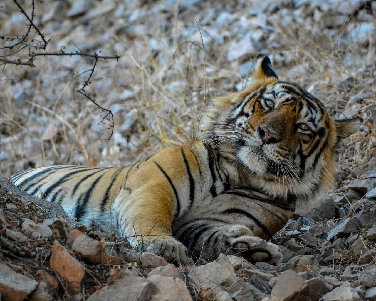 From Jaipur/Agra: Ranthambore Tiger Safari Adventure