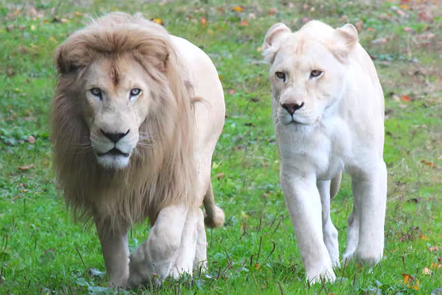 Tohoku Safaripark Admission Ticket