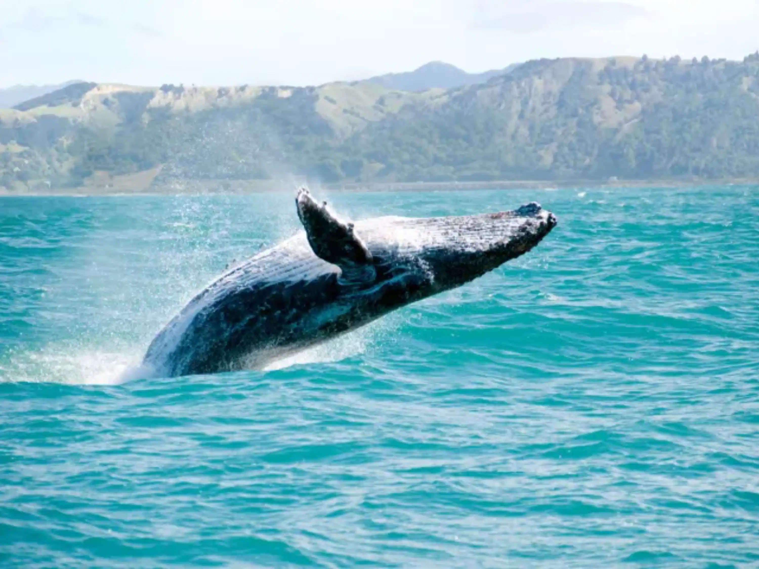 Whale Watch Discovery Raft Experience in Kauai