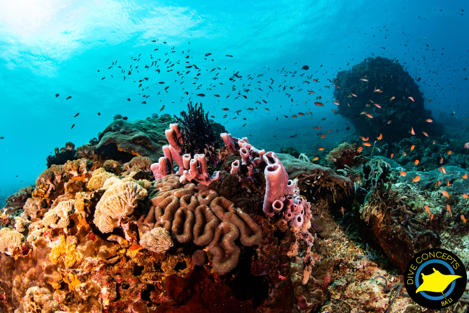 峇里島鹿島海洋公園潛水＆開放水域課程（Dive Concepts 提供）