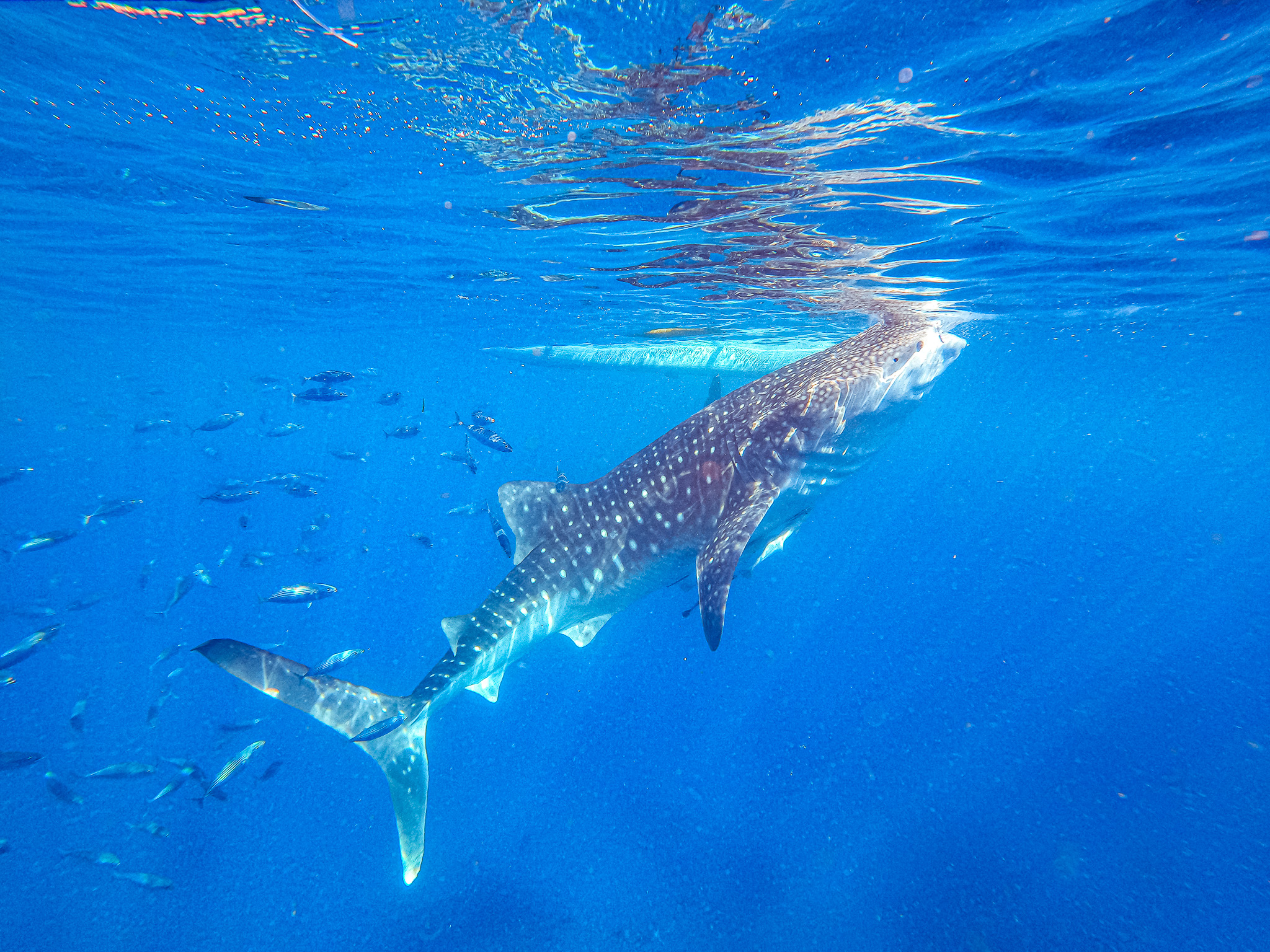 You can snorkel with whale sharks in Oslob, Cebu Island. From the moment you put your face to the surface of the water, you can see the powerful whale sharks swimming gracefully. 