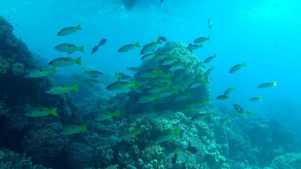 從埃爾古納出發：奧蘭治島浮潛之旅 & 風帆傘運動