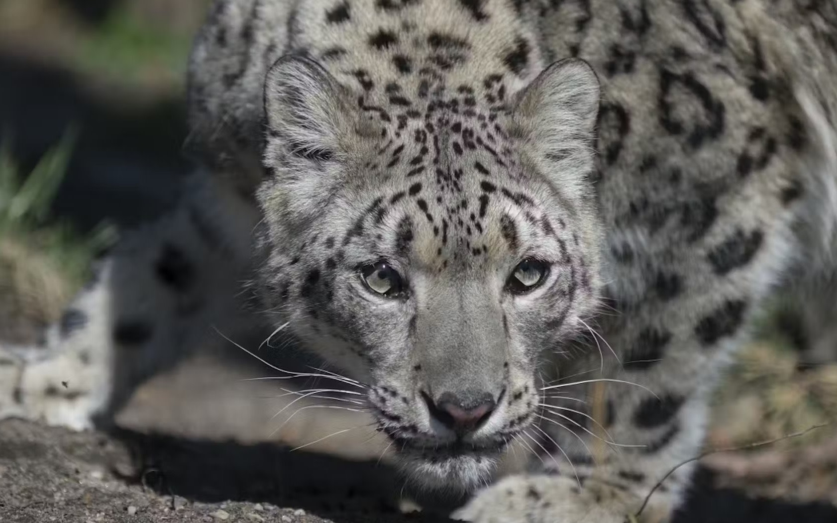 Central Park Zoo Ticket in New York City