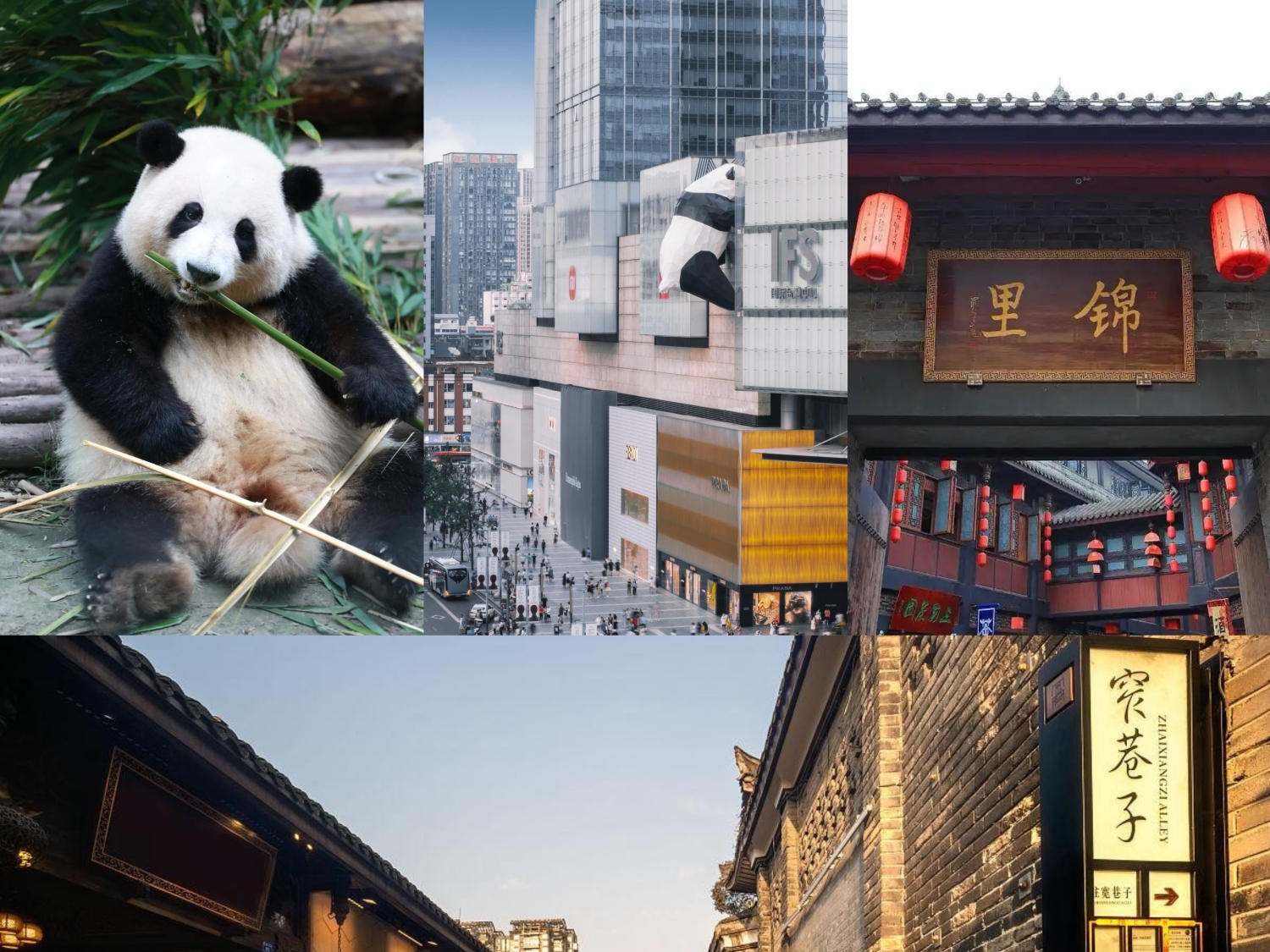 成都熊貓基地+寬窄巷子/人民公園/錦裡古街+春熙路IFS&太古裡一日漫遊（當地中英文雙語導遊+City Walk+2-10人小團）
