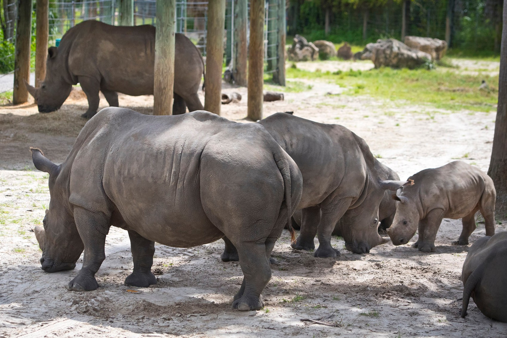 坦帕羅瑞動物園（ZooTampa）門票