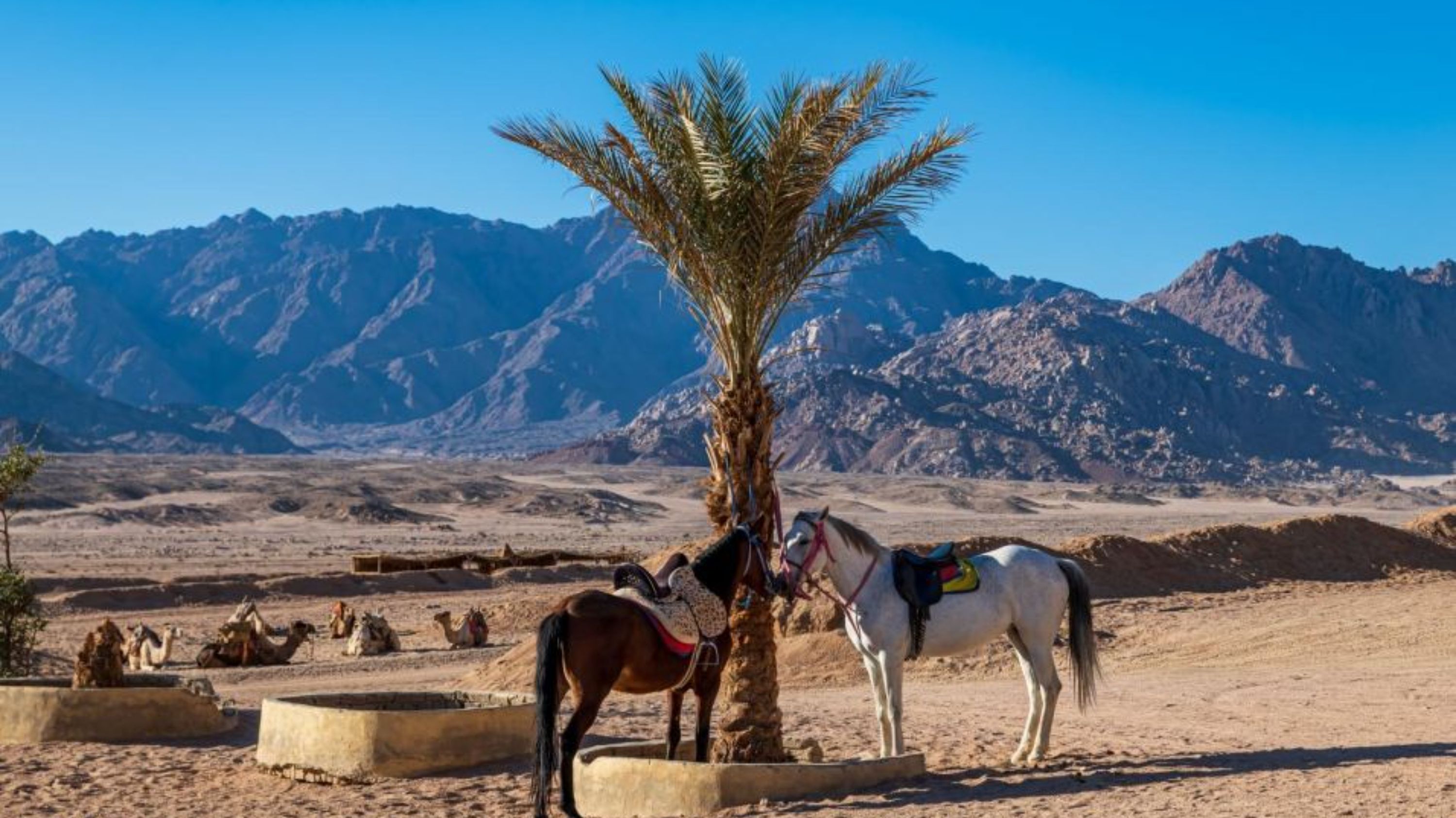 騎行穿越壯麗的沙漠景觀,欣賞迷人的沙漠日落 騎行穿越壯麗的沙漠景觀,欣賞迷人的沙漠日落