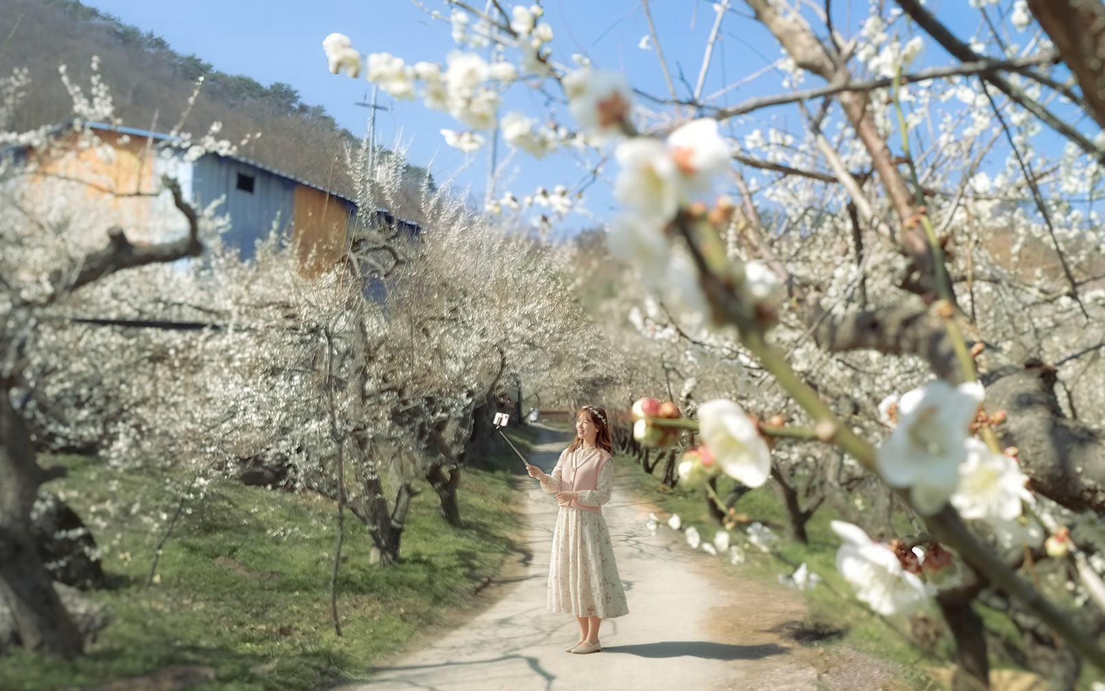 Gwangyang Maehwa & Jeonju Hanok Village Tour from Seoul