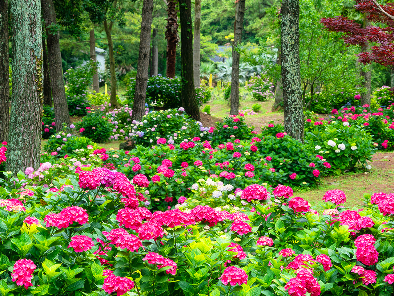【B方案：漢拏山公園】探索漢拏山公園的壯麗花卉奇觀，鬱鬱蔥蔥的亞熱帶花園和異國情調的棕櫚樹小徑，為廣闊的夏季繡球花田營造出宏偉的背景。