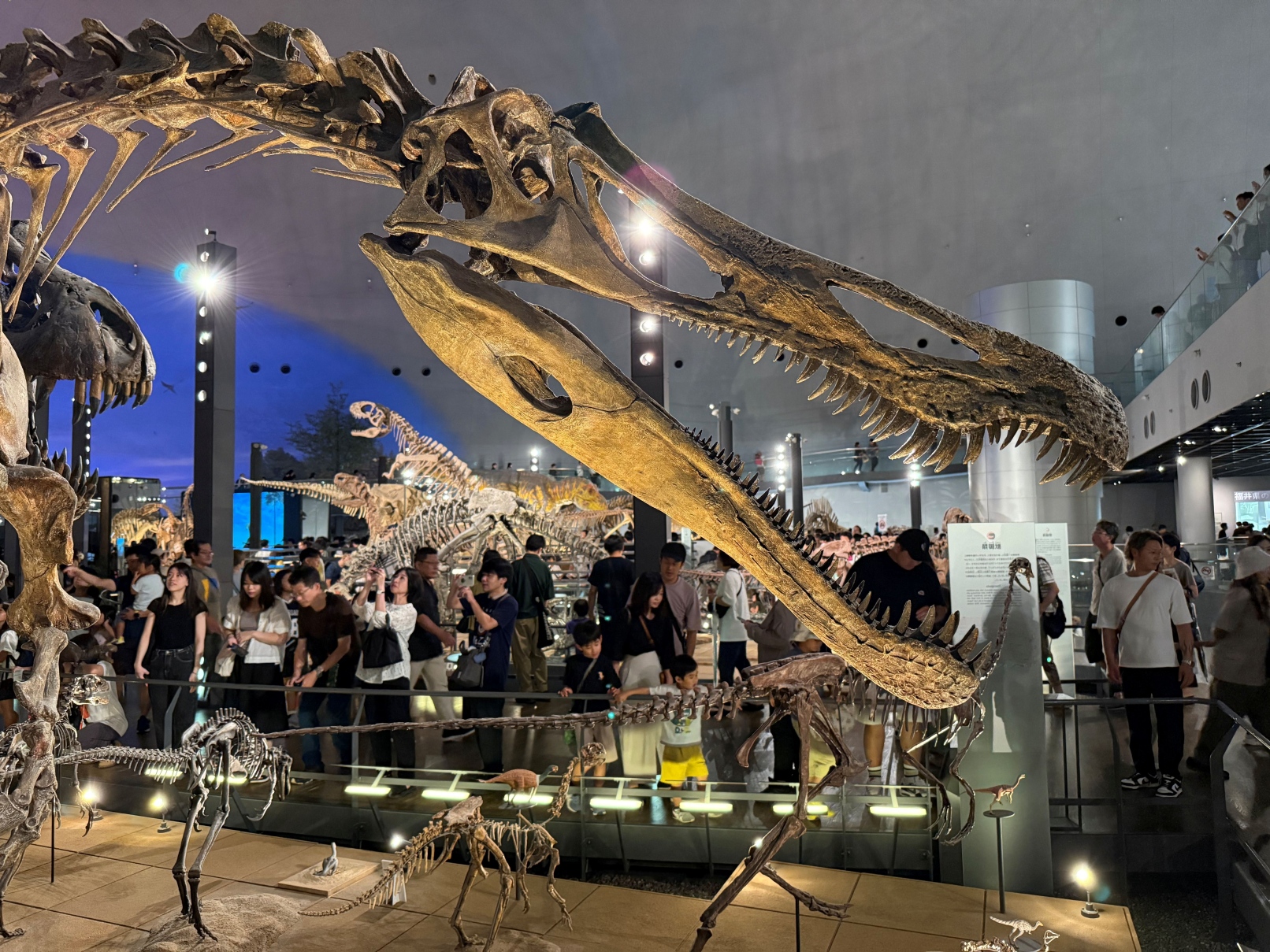 51 具完整恐龍骨骼化石展出