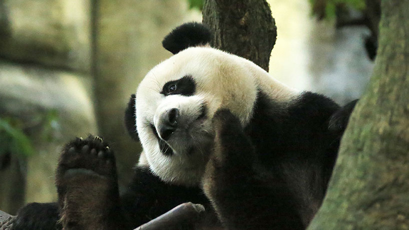 Chengdu Dujiangyan Panda Valley One-Day Tour Private Group