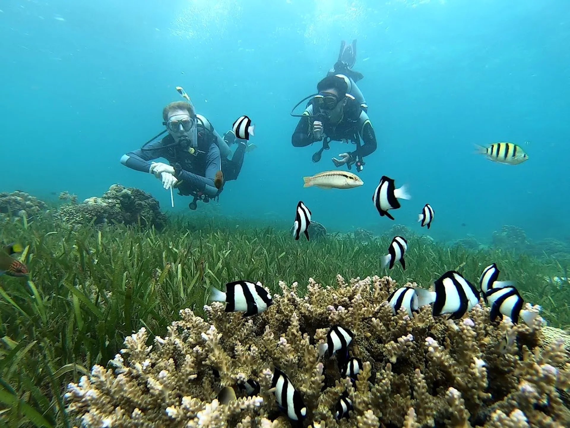 麥克坦島 PADI 五星潛水中心超值潛水課程
