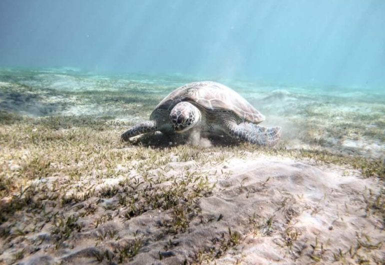 Hurgha - Marsa Mubarak Snorkeling With Dugong And Turtles 