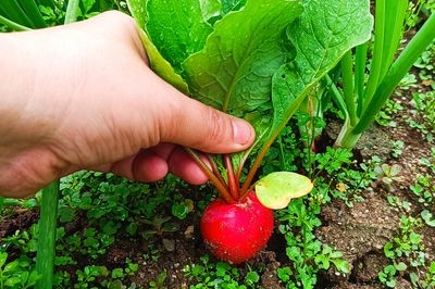 Jim's Vegetable Farm Ticket in Cameron Highlands