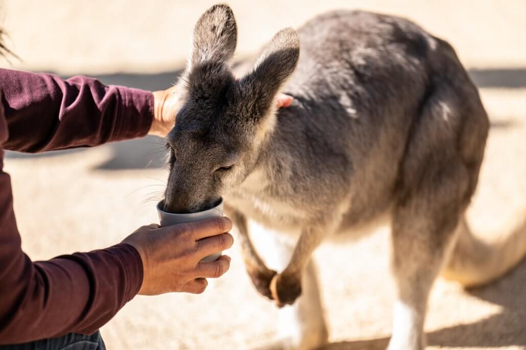 雪梨費瑟戴爾野生動物園門票