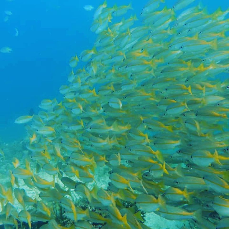 亞庇休閒潛水體驗（PADI 潛水中心）