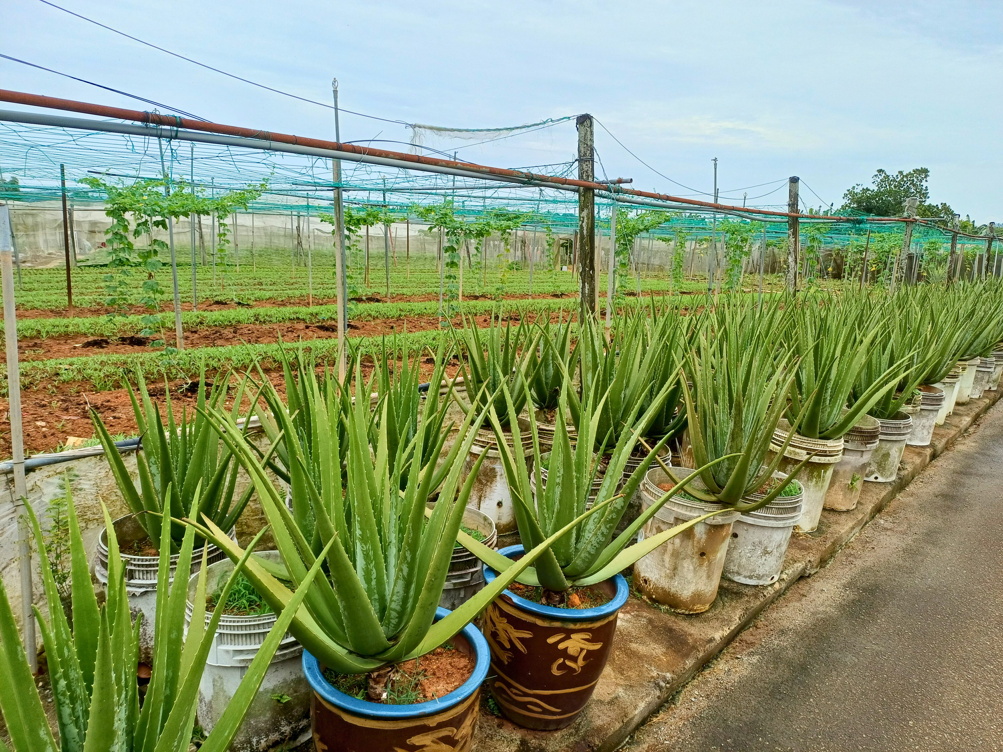 Harvest aloe vera in a rustic local farm.