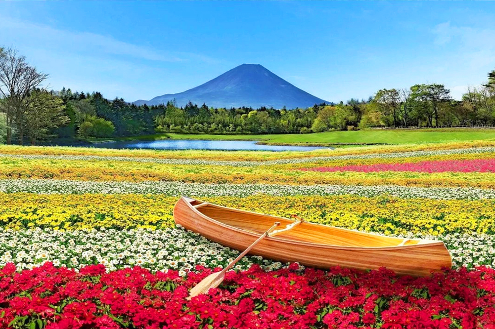 富士山網紅打卡景點&河口湖四季花卉探秘之旅（贈送日式草餅）｜東京/新宿出